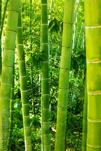 Bamboo forest background. Bamboo trees close up, blurred soft selective focus 