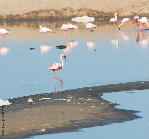 Birds Flamingos in Swakopmund Namibia
