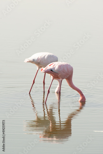 Birds Flamingos in Swakopmund Namibia