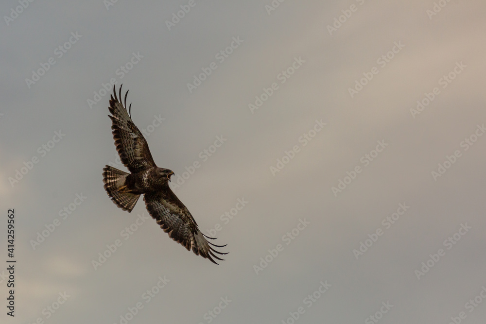 Obraz premium Common Buzzard