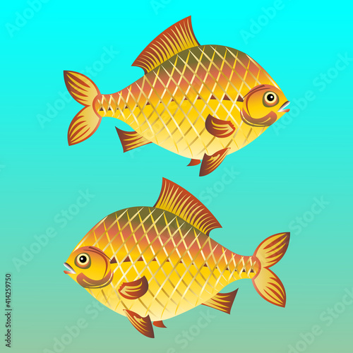 Crucian carp