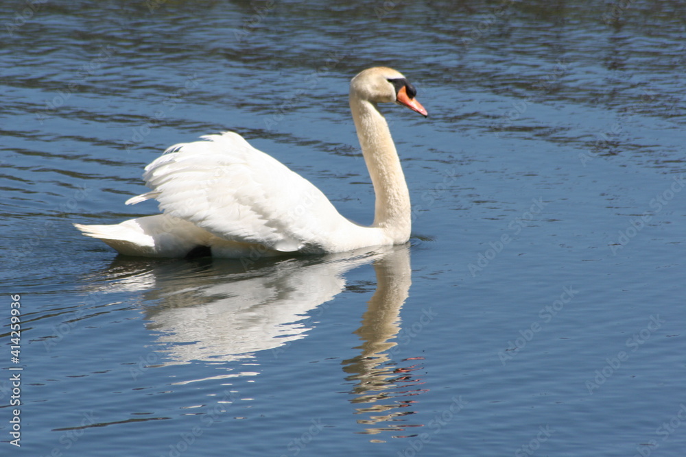 Geese, Ducks, Swans, Seagulls, 