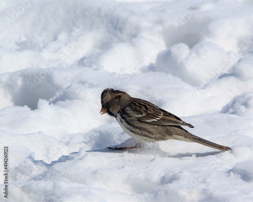 A Little Sparrow Foraging After a Snow Storm