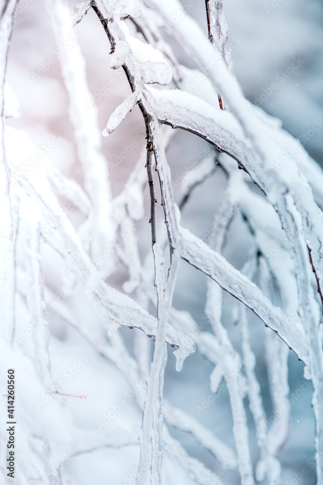 frozen branches frozen branches
