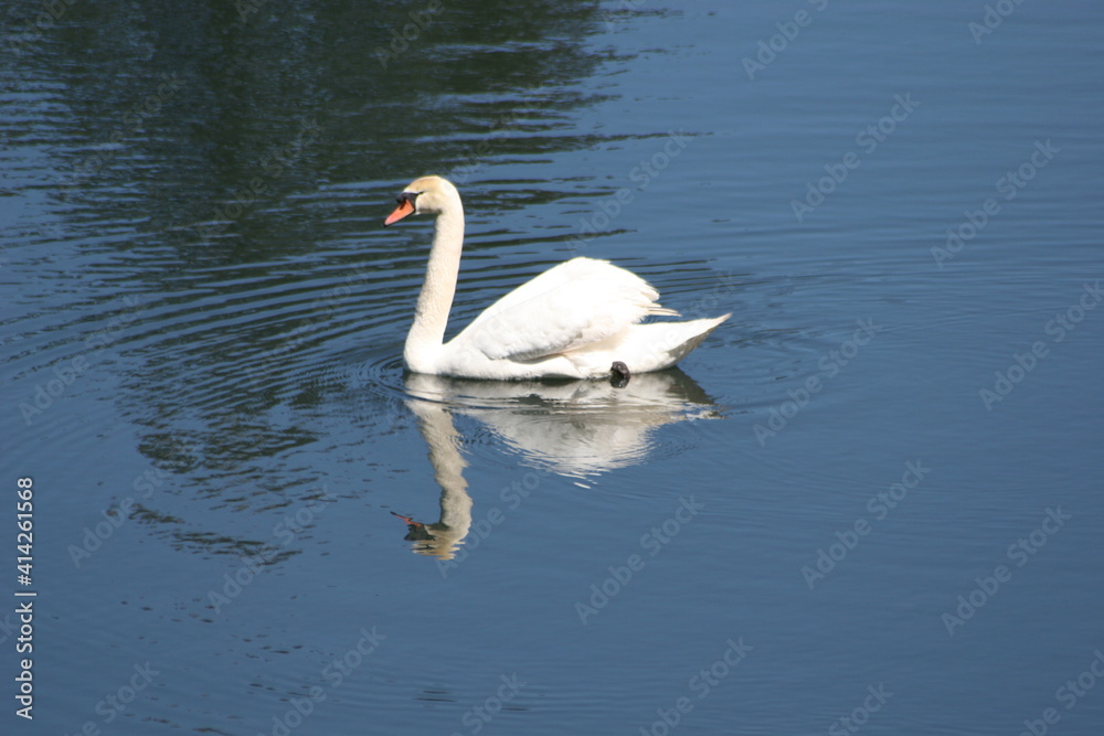 Geese, Ducks, Swans, Seagulls, Geese, Ducks, Swans, Seagulls,