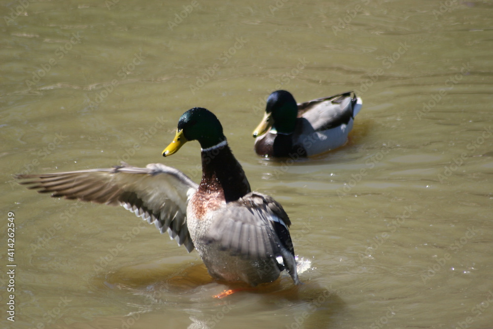 Obraz premium Geese, Ducks, Swans, Seagulls, 