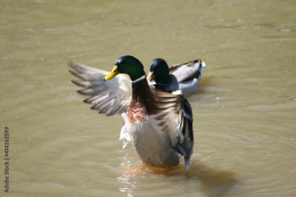 Fototapeta premium Geese, Ducks, Swans, Seagulls,