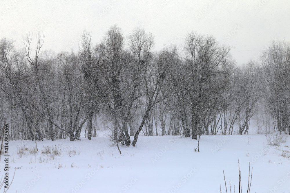 landscape in a blizzard with trees landscape in a blizzard with trees