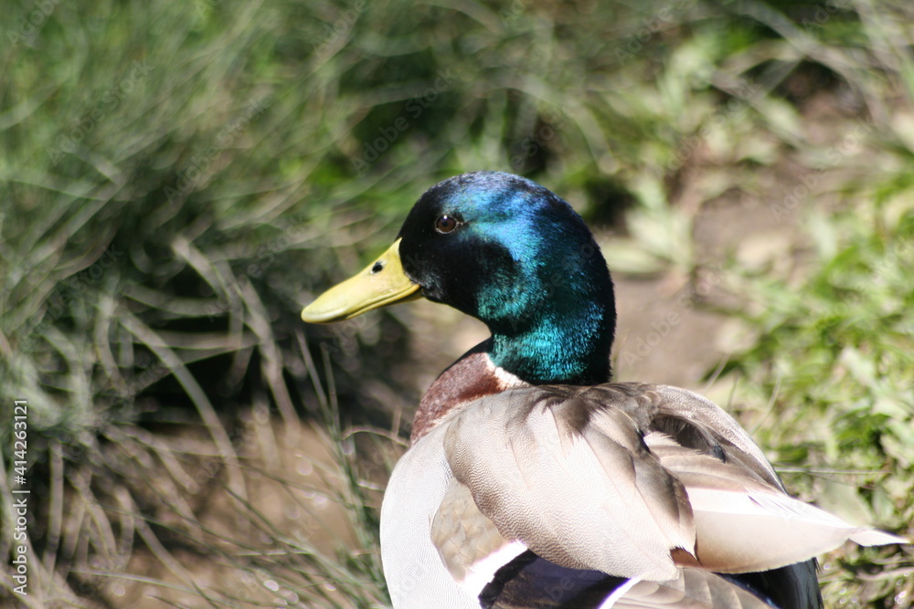 Obraz premium Geese, Ducks, Swans, Seagulls, 