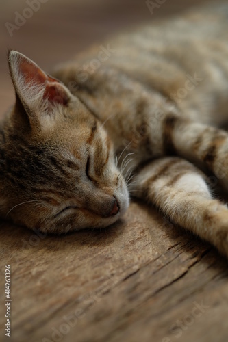 Cute cat sleeping on a wooden table