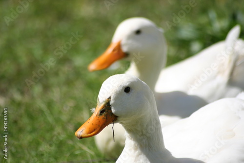 Geese  Ducks  Swans  Seagulls  
