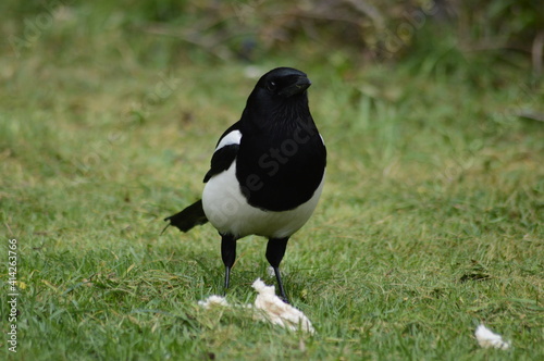 Magpie