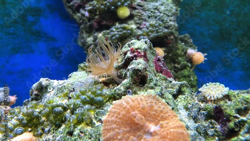 Eine Glasrose im Riff. Im Aquarium sind Glasrosen als Schädlinge angesehen und nicht erwünscht. photo