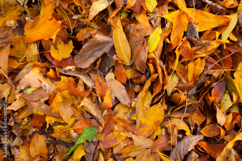 yellow leaves for sites and substrates yellow leaves for sites and substrates