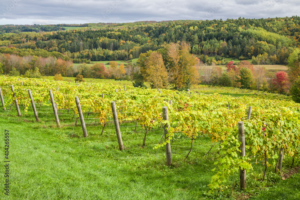 Canada, Nova Scotia, Annapolis Valley, Wolfville. Local vineyard.