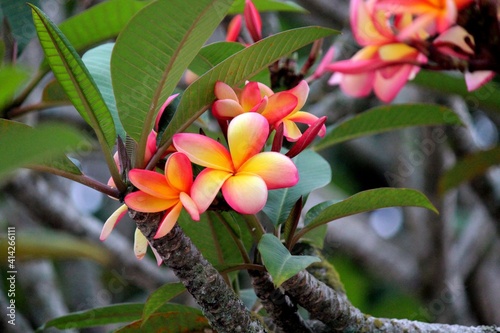 planta flor jasmim manga - plumeria rubra photo