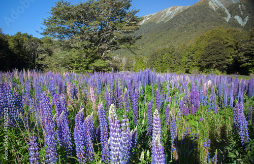 Russell lupin flowers in New Zealand.