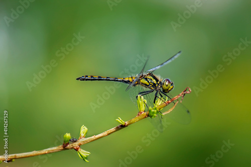 Dragonfly © Ewa