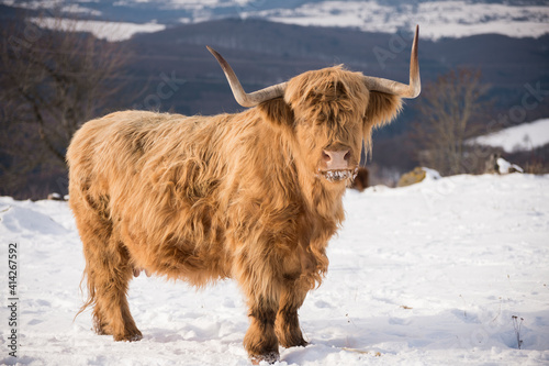 scottish highland cow