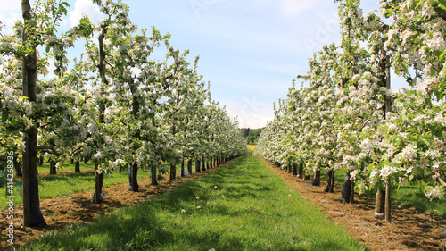 Photo Scenic orchard with straight rows of blooming apple trees