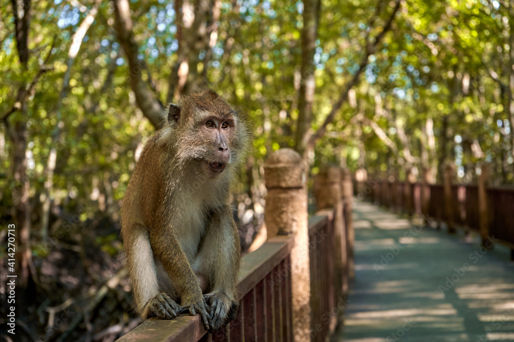 A wild monkey sits on a bridge in the mangrove forest
