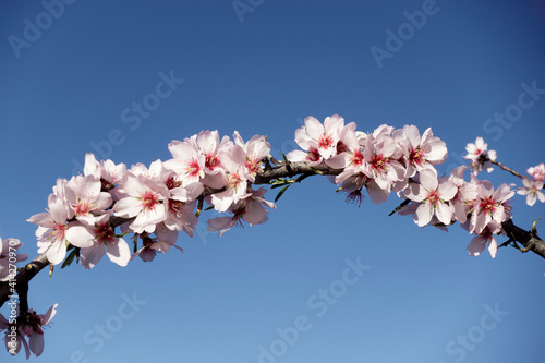 Almond blossom wreath under blue sky