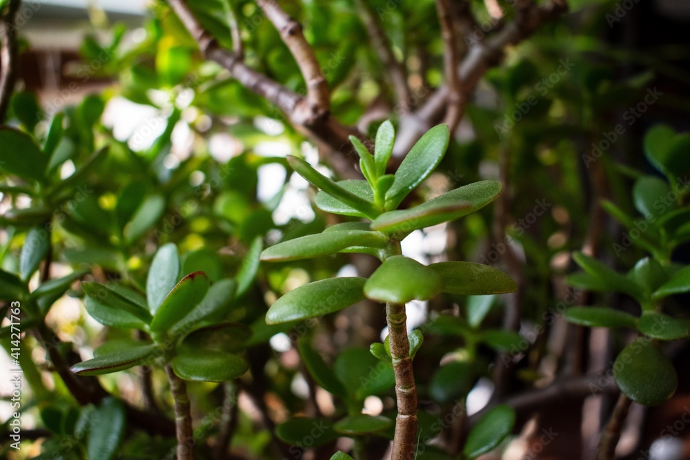 Crassula in a flowerpot. Texture of green leaves.