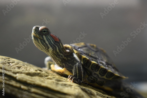 Red eared turtle basking