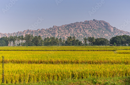 Shivapur, Karnataka, India - November 9, 2013: Yellow-green ripening rice field landscape with brown boulder hill on horizon under blue sky. Green palm tree belt in between photo