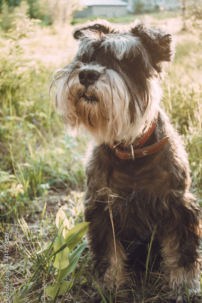 Portrait of a dog for a walk in the park in the evening sun. A miniature schnauzer sits on the grass at sunset. Selective focus.