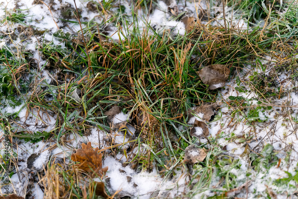 Green grass covered with snow. Early winter Green grass covered with snow. Early winter