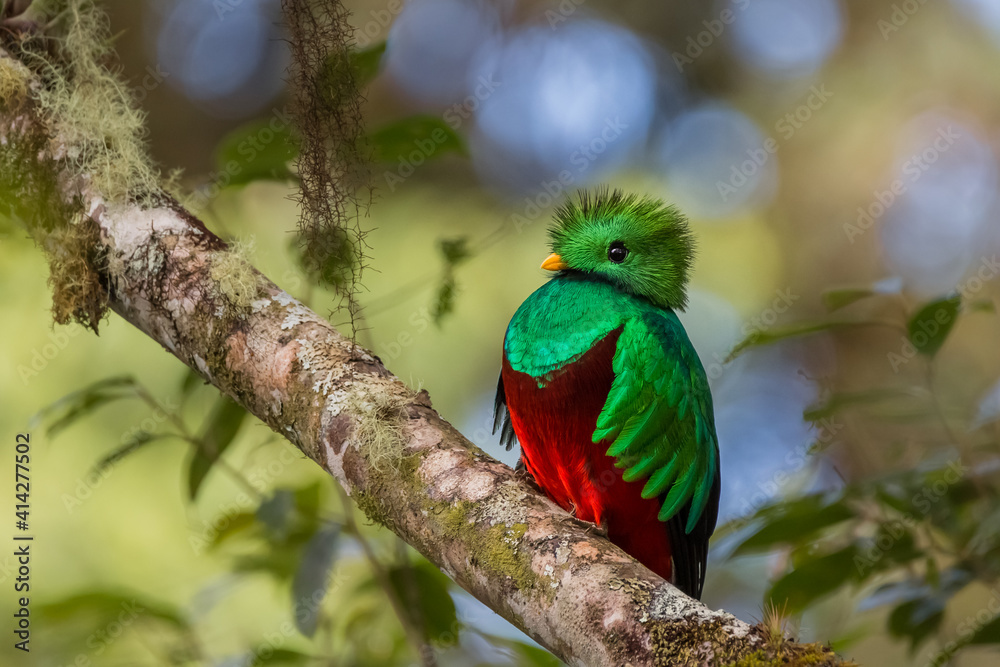 Resplendent Quetzal (pharomachrus mocinno) perched on a branch in the cloud forest, Costa Rica