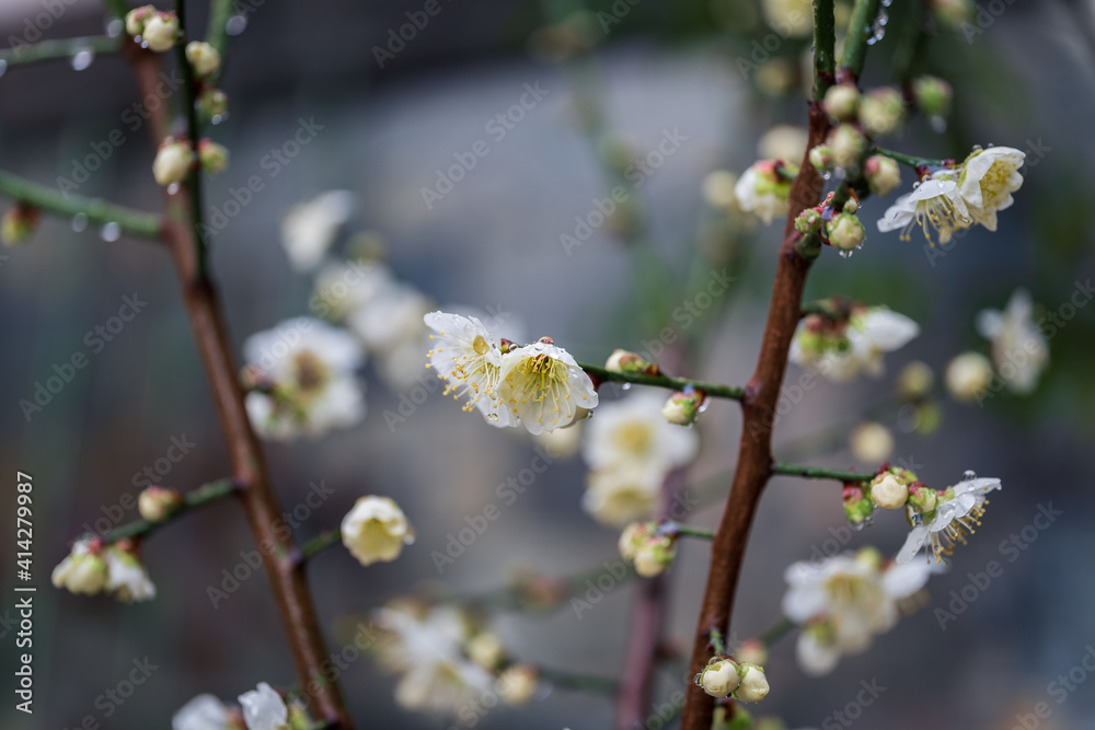 梅 梅