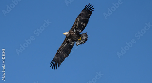 Fotografi juvenile bald eagle soaring high above you in the blue skies of winter
