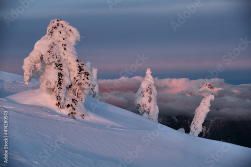 Frozen fir trees oк Snow ghosts on montain top. Mount Seymour Provinicial park, skiing area. Vancouver. British Columbia. Canada  photo