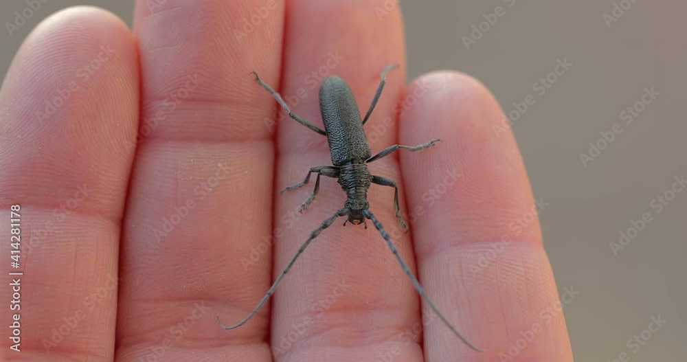 Longhorn beetle crawling on human hand in sunlight, long-horn Longhorn beetle crawling on human hand in sunlight, long-horn