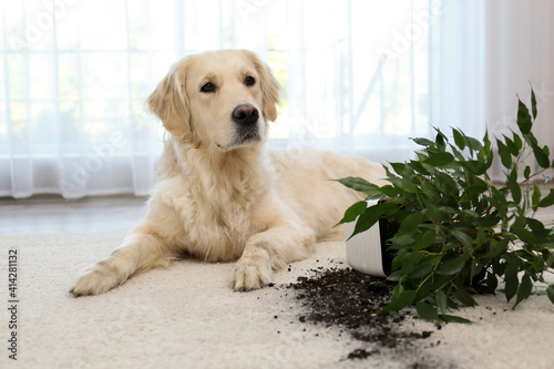 Cute Golden Retriever dog near overturned houseplant on light carpet at home