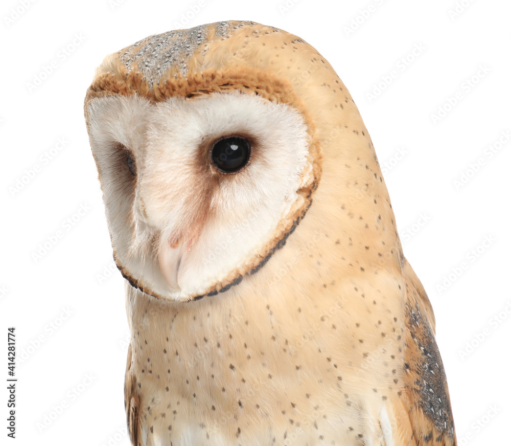 Fototapeta premium Beautiful common barn owl on white background, closeup