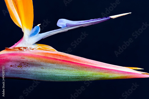Bird Of Paradise Colors