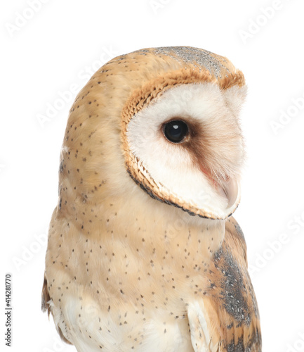 Beautiful common barn owl on white background © New Africa