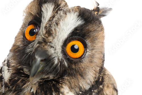 Beautiful eagle owl on white background, closeup. Predatory bird