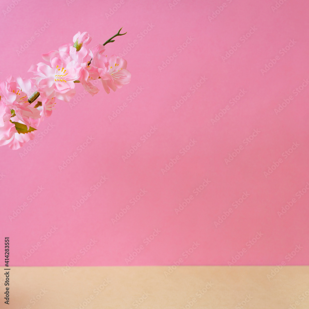 Cherry blossoms and pink walls.  桜とピンク色の壁