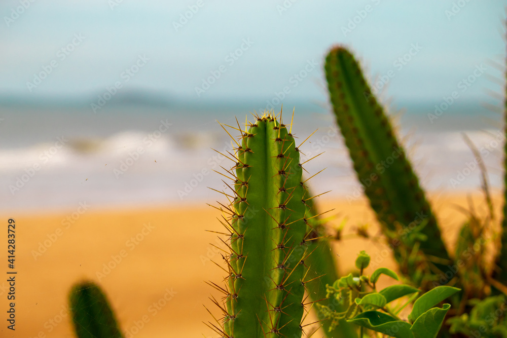 CACTOS NA PRAIA DO ULÉ, GUARAPARI, ES, BRASIL.