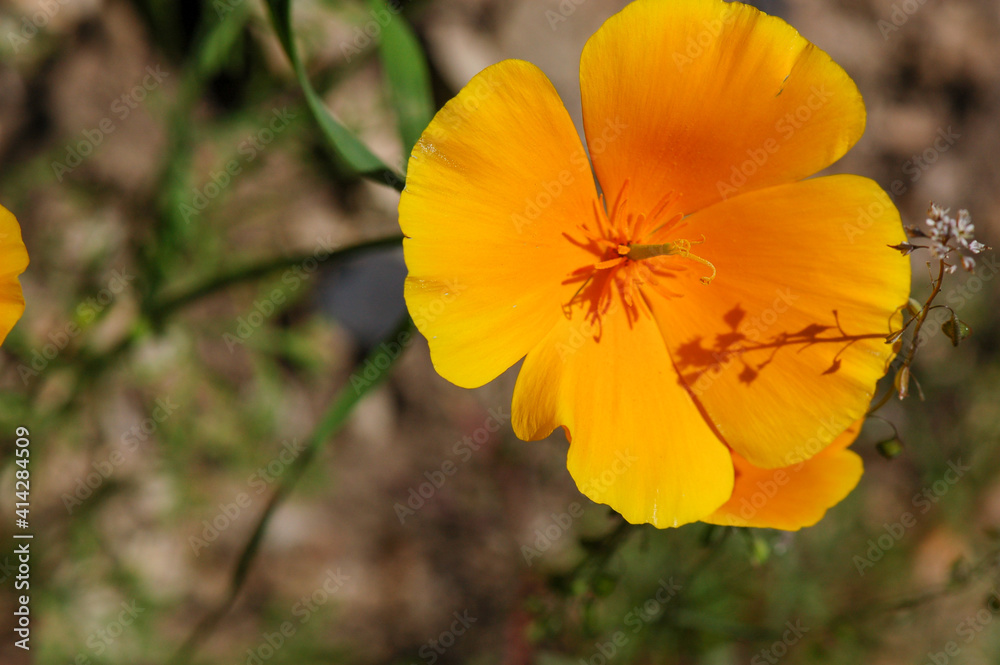 Macro shot of a yellow California Poppy, a native to Southern California found in the countryside amongst other wildflowers.