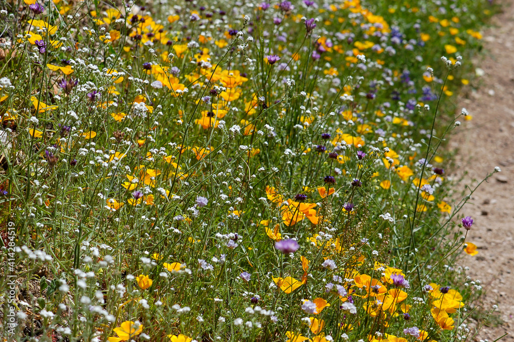 Along a hiking trail are some spring wildflowers mostly of yellow and purple colors on a hillside of Southern California on a beautiful spring morning.