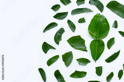 Bergamot kaffir lime leaves herb fresh ingredient isolated on white