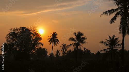 sunrise over the coconut field