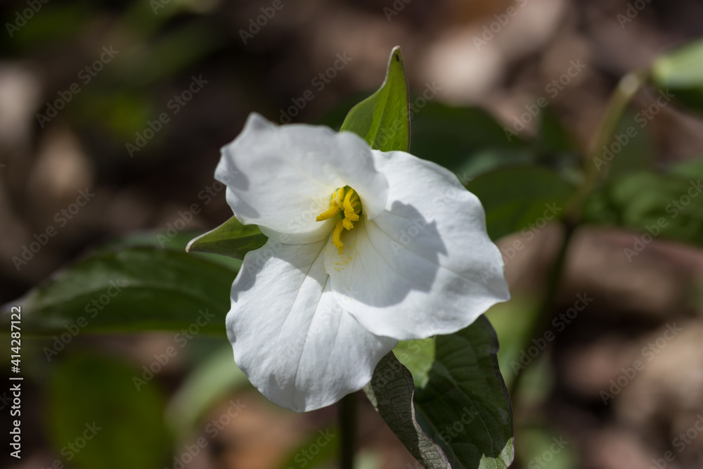A beautiful white trillium blooming in early spring in a forest in Ontario. A beautiful white trillium blooming in early spring in a forest in Ontario.