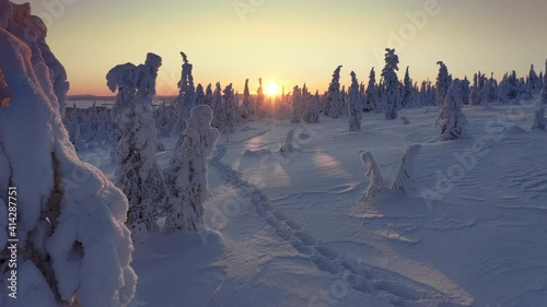 Sunset through snow covered forest hill of Riisitunturi National Park, Lapland, Finland, aerial drone shot
