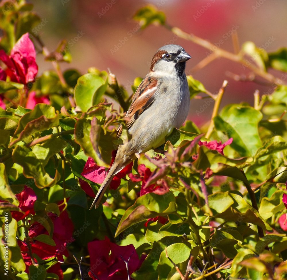 Pretty sparrow wild bird in flowers bougainvilleas Pretty sparrow wild bird in flowers bougainvilleas